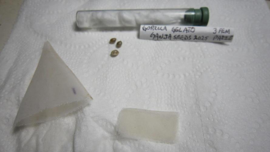 Gorilla Gelato - Ganja Seeds. Week 0 - Getting the seeds out.