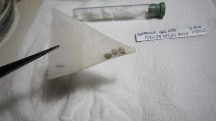 Gorilla Gelato - Ganja Seeds. Week 0 - Into a silk tea bag - I don't care for floaty seeds