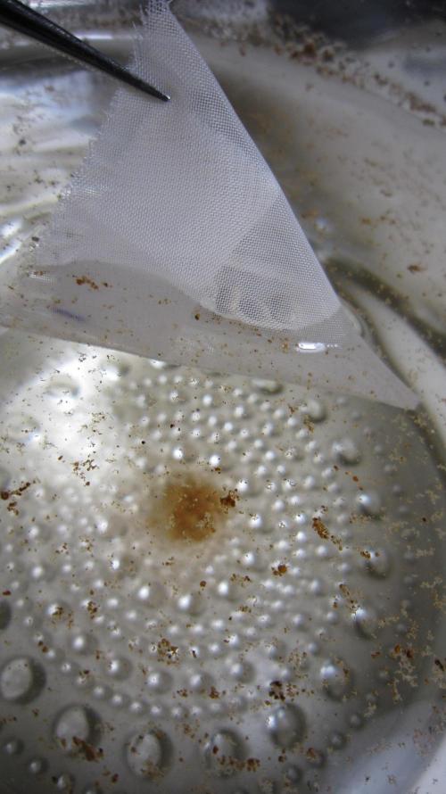 Gorilla Gelato - Ganja Seeds. Week 0 - Soak water - For 24 hours.