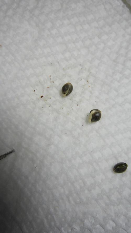 Gorilla Gelato - Ganja Seeds. Week 0 - All 3 popped but only 2 made it up.