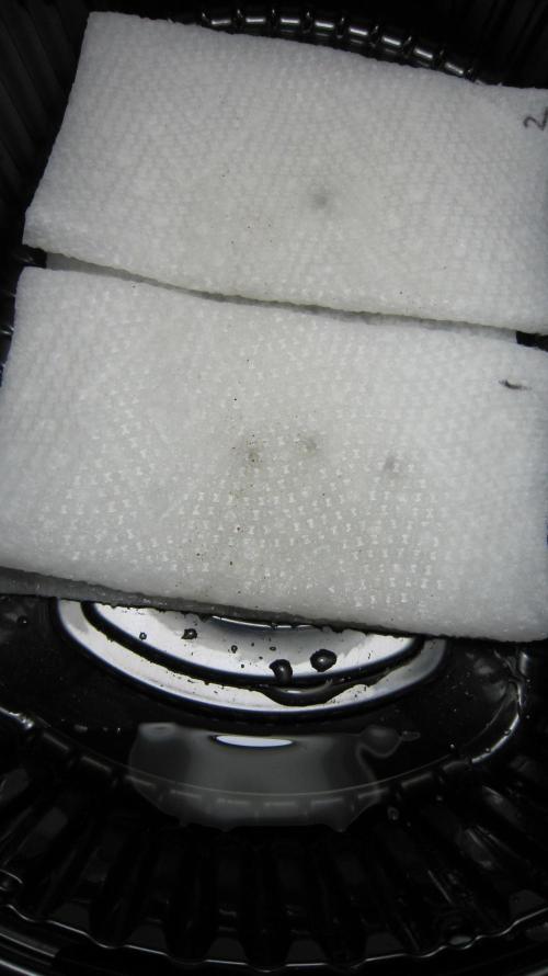 Gorilla Gelato - Ganja Seeds. Week 0 - After soaking the towels this is how much water if held at held at 45* degrees