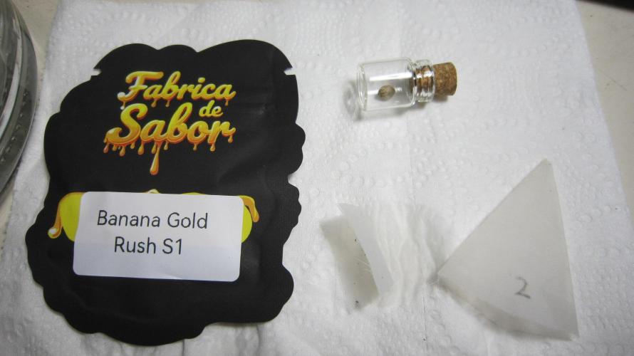 Banana 🍌 Gold Rush  🏆💰🌟. Week 0 - Well, I might as well start it and try to be the first with their newest strain.