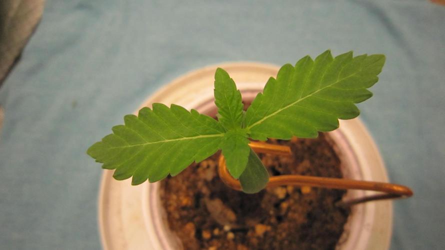 Banana 🍌 Gold Rush  🏆💰🌟. Week 0 - Good Looking First Set of Leaves