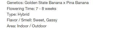Banana 🍌 Gold Rush  🏆💰🌟. Week 0 - Golden States Seeds- Seed Description