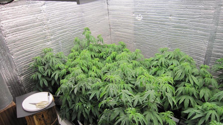 Runtz Mintz Cream by SnowShoe Joe. Week 9 - All the females.