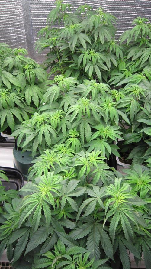 Runtz Mintz Cream by SnowShoe Joe. Week 9 - The best males. Best smell and resin on the fingers with the rub test