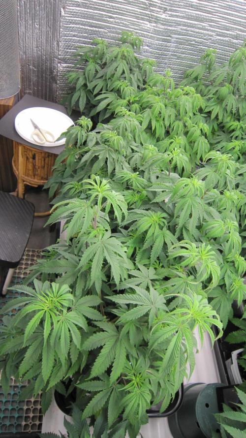 Runtz Mintz Cream by SnowShoe Joe. Week 9 - Will rub test these 5 females later this week to find the best. 