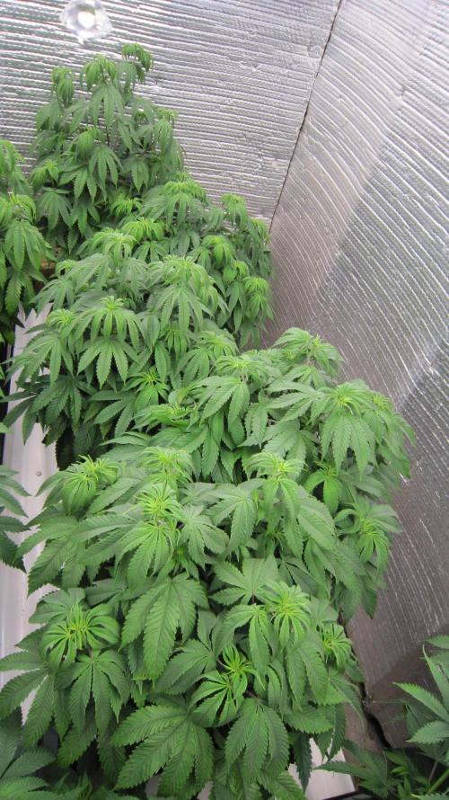 Runtz Mintz Cream by SnowShoe Joe. Week 9 - Will rub test these 5 females too, to find the best for the 6 greenhouse spots