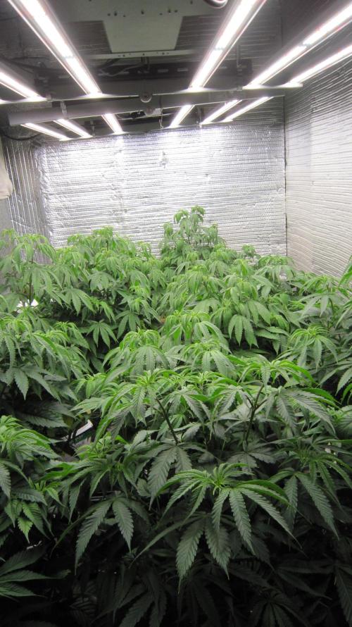Runtz Mintz Cream by SnowShoe Joe. Week 9 - Mars Hydro Lights - FC-4800