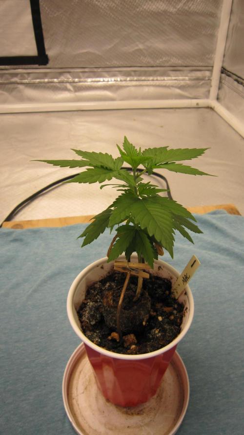 M.A.C.-Sensible Seeds-Premium Selection. Week 2 - M.A.C. = Only plant out of 10 old seeds that made it out.