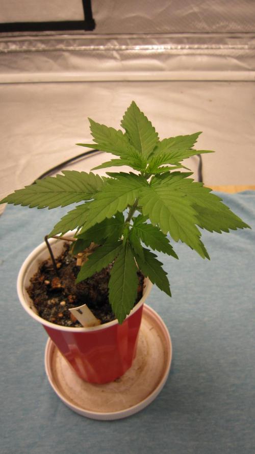 M.A.C.-Sensible Seeds-Premium Selection. Week 2 - M.A.C.