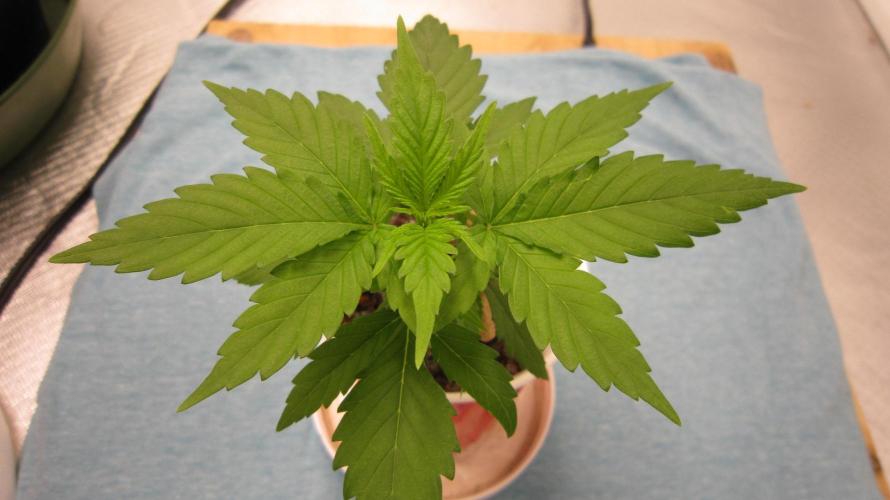 M.A.C.-Sensible Seeds-Premium Selection. Week 2 - Getting going now!