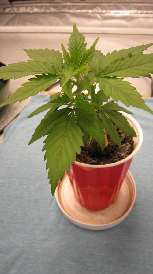 M.A.C.-Sensible Seeds-Premium Selection. Week 2 - M.A.C.