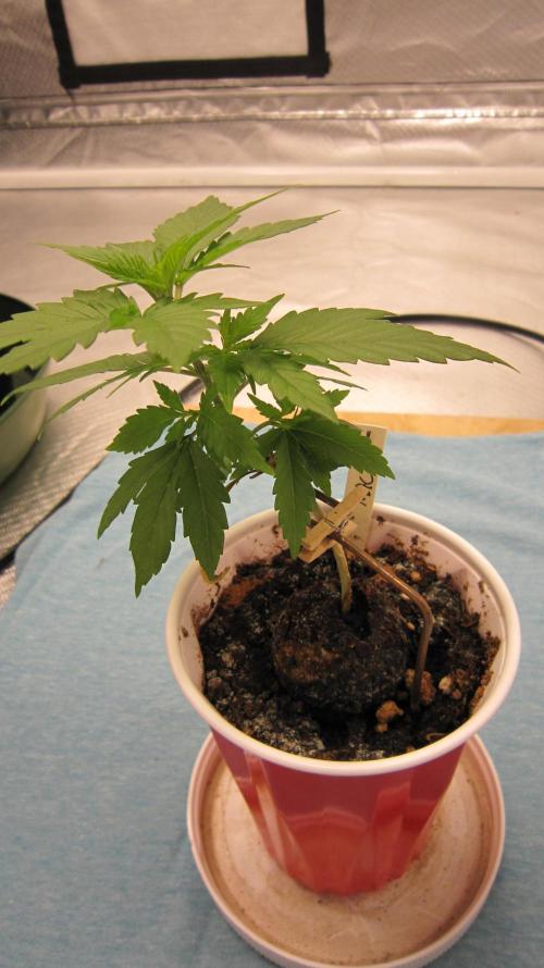 M.A.C.-Sensible Seeds-Premium Selection. Week 2 - M.A.C. - Hand made, copper, stock holder.