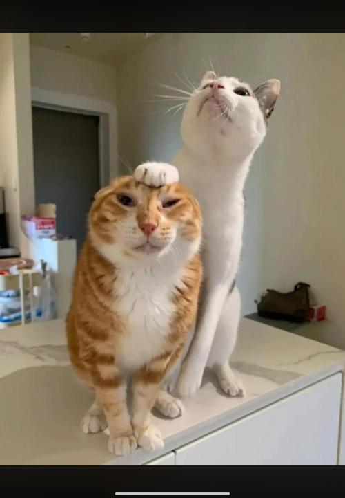 M.A.C.-Sensible Seeds-Premium Selection. Week 2 - Where'd your ears go?... Maybe they're up here...