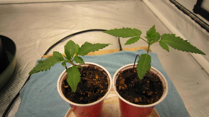 Gorilla Gelato - Ganja Seeds. Week 1 - Gorilla Gelato - 2 out of 3 got going