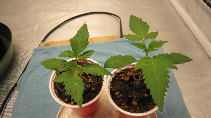 Gorilla Gelato - Ganja Seeds. Week 1 - They have some weird leaves.
