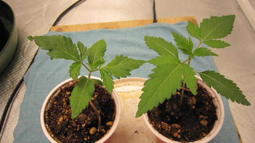 Gorilla Gelato - Ganja Seeds. Week 1