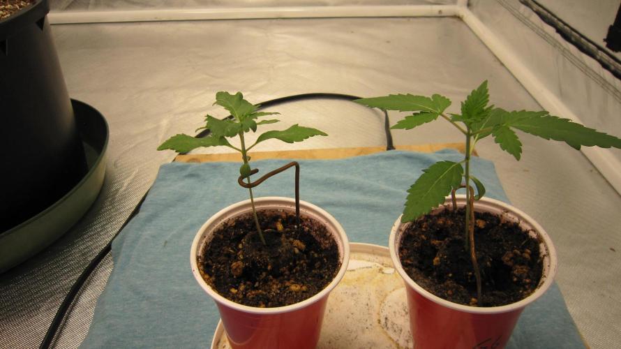 Gorilla Gelato - Ganja Seeds. Week 1 - Second set is out and working on the 3rd now.