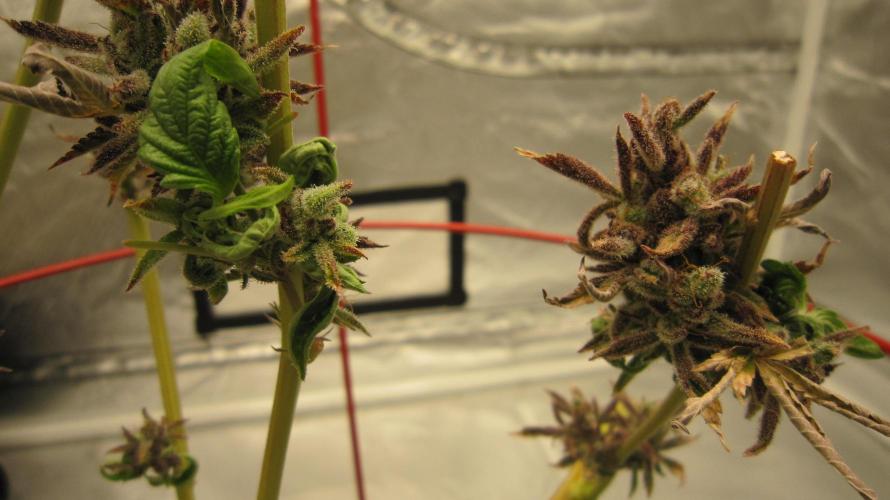 Gorilla Gelato - Ganja Seeds. Week 1 - Reveging my Hulk OG strain... Got some green happening. Harvest was 3 weeks ago.