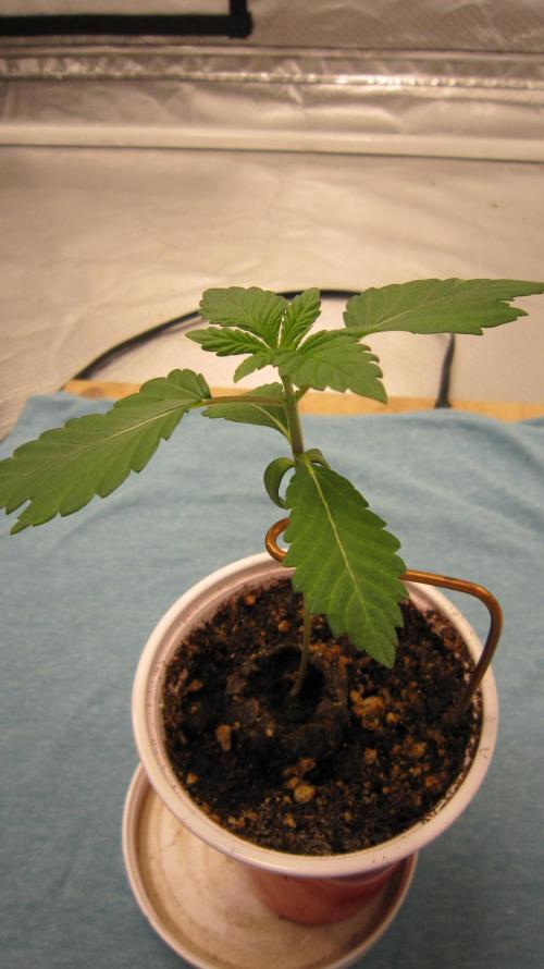 Banana 🍌 Gold Rush  🏆💰🌟. Week 1 - Banana Gold Rush - I was given only 1 seed to try.