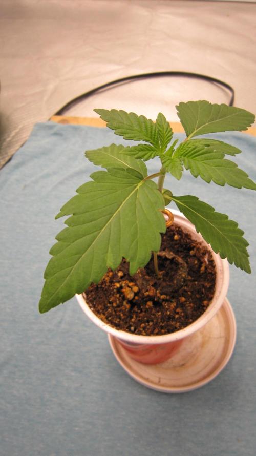 Banana 🍌 Gold Rush  🏆💰🌟. Week 1 - A little leaf mutation going on.