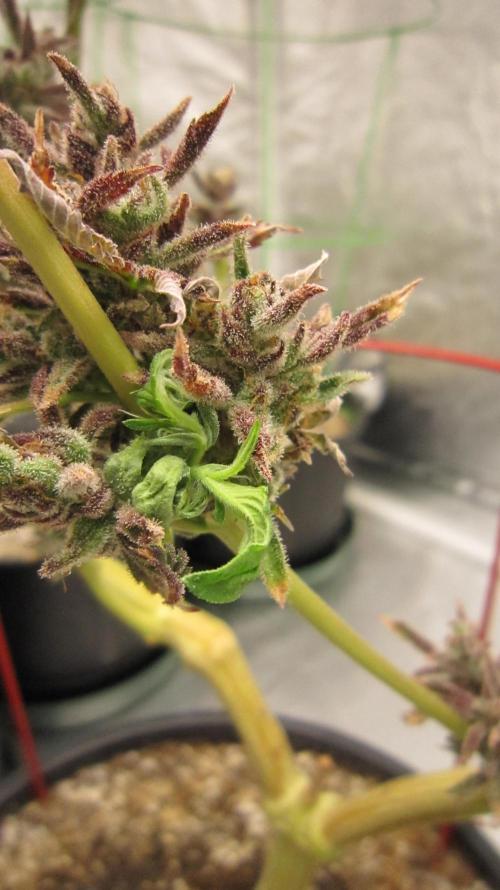 Banana 🍌 Gold Rush  🏆💰🌟. Week 1 - Reveging my Hulk OG strain for clones. It's been 3 weeks since harvest