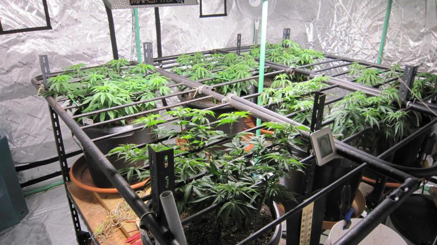 Runtz Mintz Cream by SnowShoe Joe. Week 10 - I finally got the plants outside and into the greenhouse
