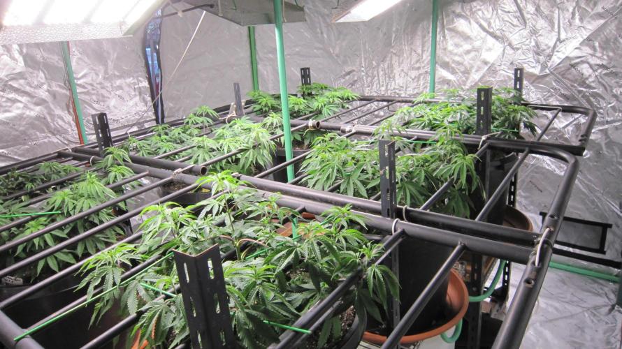 Runtz Mintz Cream by SnowShoe Joe. Week 10 - Facing Northeast