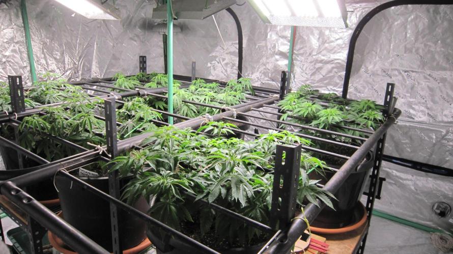 Runtz Mintz Cream by SnowShoe Joe. Week 10 - Facing Northwest
