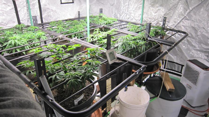 Runtz Mintz Cream by SnowShoe Joe. Week 10 - Facing Southwest.