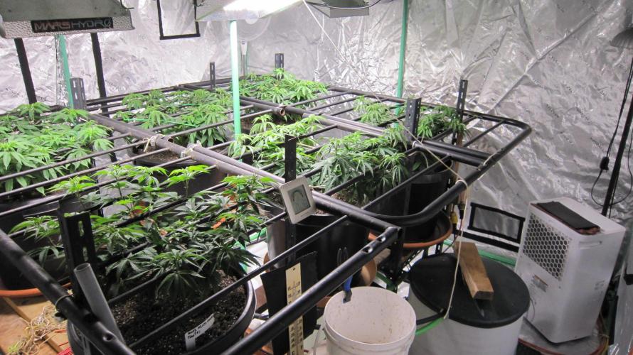 Runtz Mintz Cream by SnowShoe Joe. Week 10 - You can see the 15 gallon reservoir and the 50 pint dehumidifier