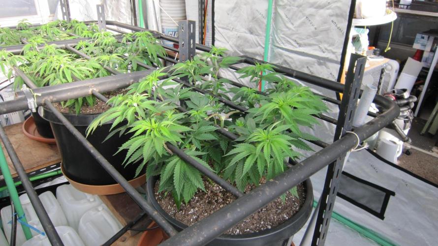 Runtz Mintz Cream by SnowShoe Joe. Week 10 - Plant #1