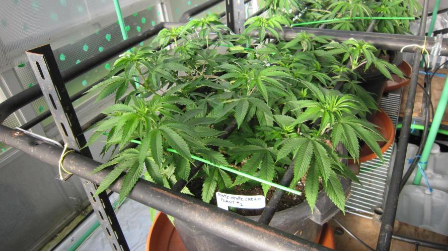 Runtz Mintz Cream by SnowShoe Joe. Week 10 - Plant #2