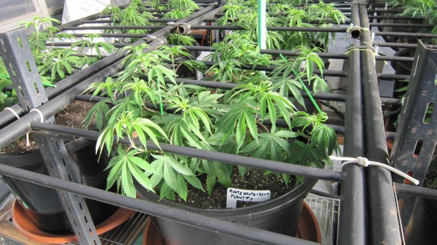 Runtz Mintz Cream by SnowShoe Joe. Week 10 - Plant #3