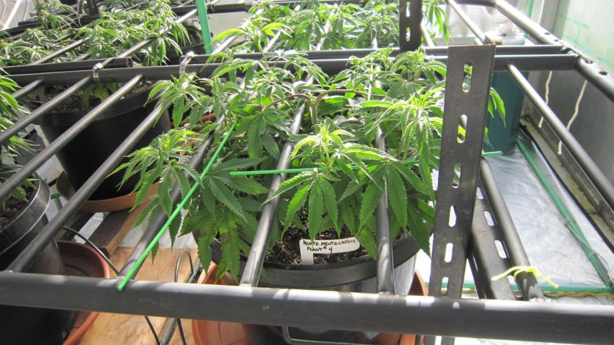 Runtz Mintz Cream by SnowShoe Joe. Week 10 - Plant #4