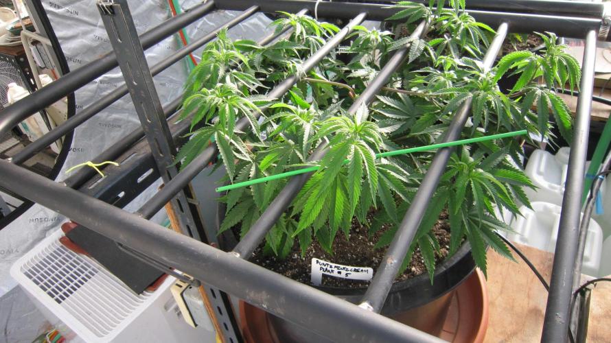 Runtz Mintz Cream by SnowShoe Joe. Week 10 - Plant #5