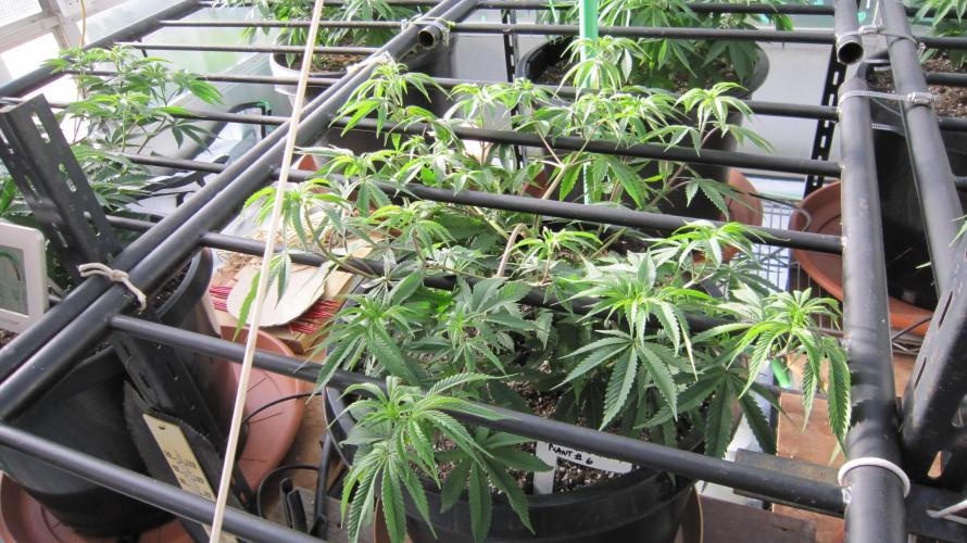Runtz Mintz Cream by SnowShoe Joe. Week 10 - Plant #6