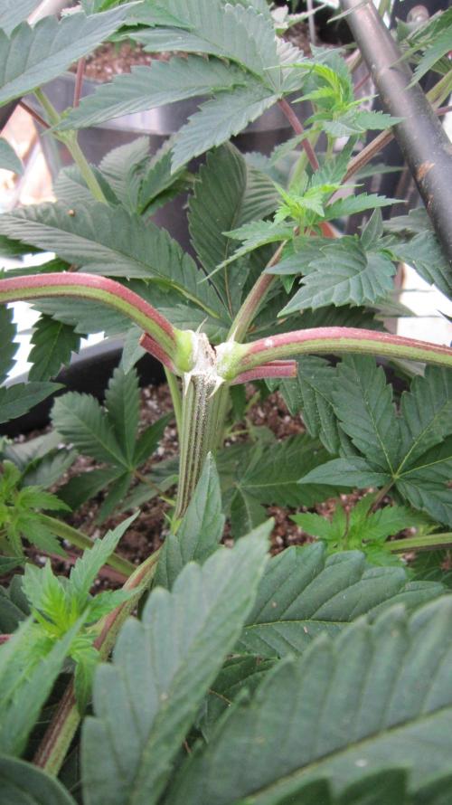 Runtz Mintz Cream by SnowShoe Joe. Week 10 - Plant #1 - Had to use sulphur on the split.