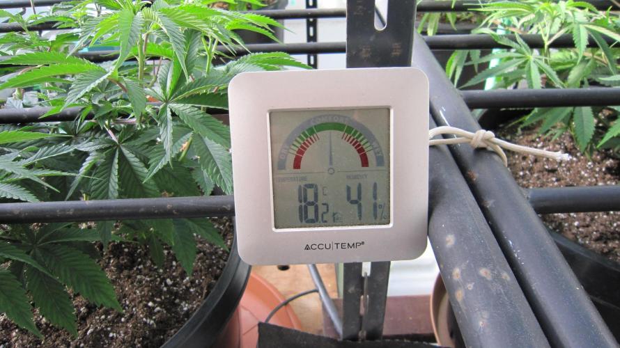 Runtz Mintz Cream by SnowShoe Joe. Week 10 - It was 4* c, outside here last night. and 17* c in here when I opened the tent.