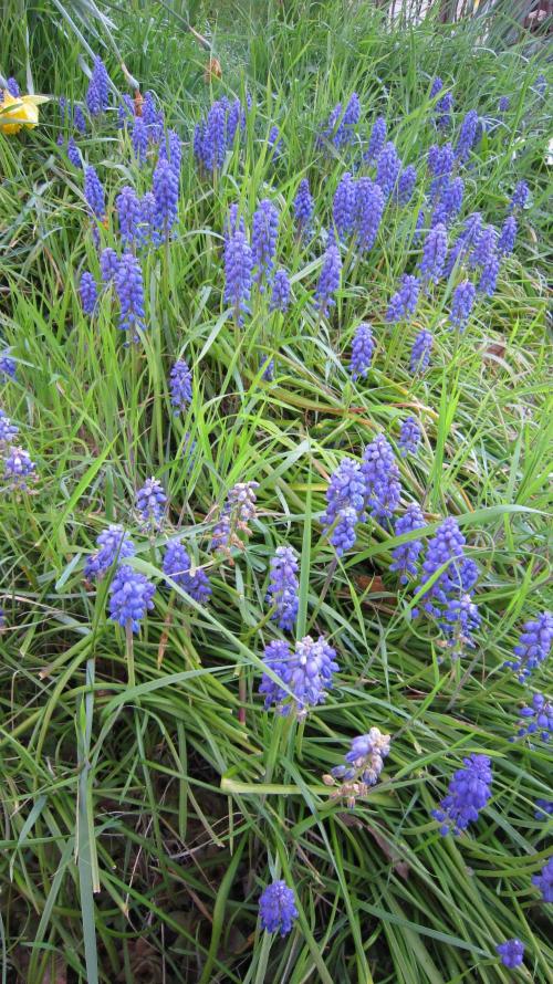 Runtz Mintz Cream by SnowShoe Joe. Week 10 - Grape Hyacinth