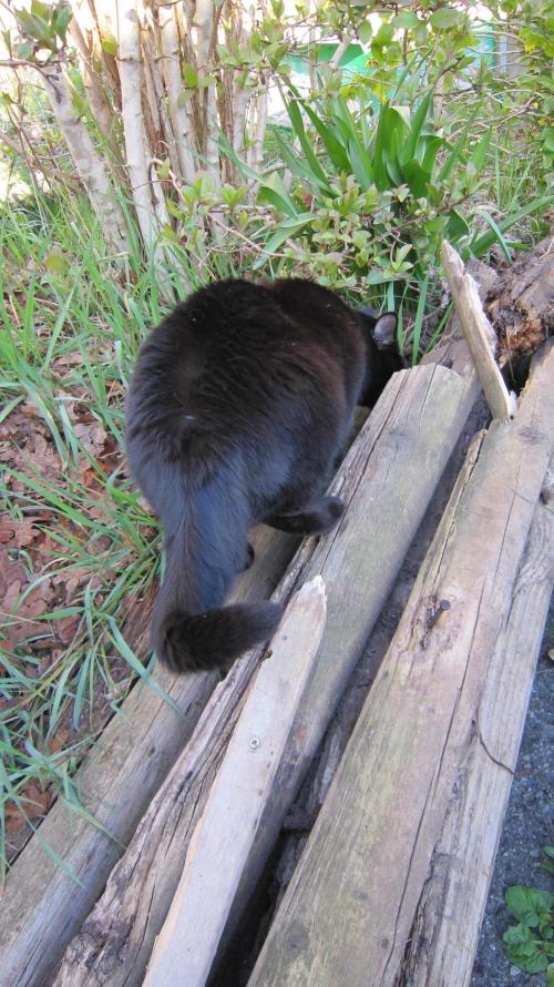 Runtz Mintz Cream by SnowShoe Joe. Week 10 - Looking for Lizards