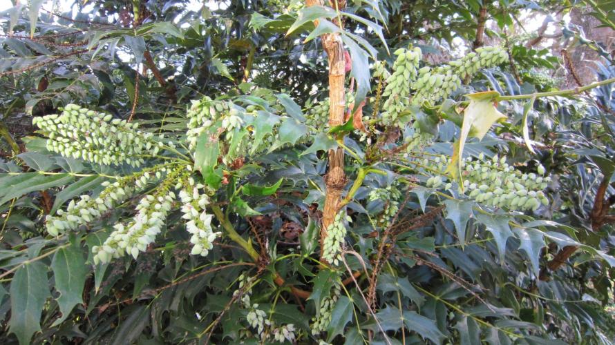 Runtz Mintz Cream by SnowShoe Joe. Week 10 - The humming birds made a lot of berries for the young robins this winter.
