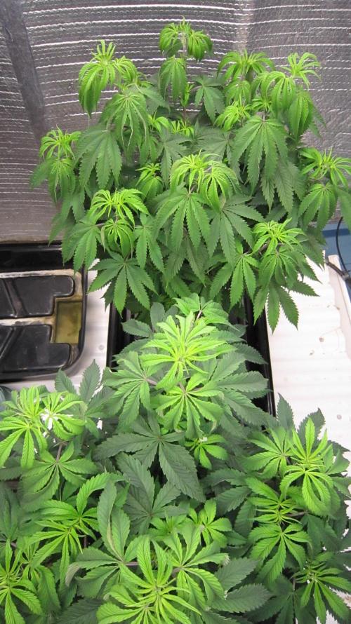 Runtz Mintz Cream by SnowShoe Joe. Week 10 - They are going through too much water I need to LST them.