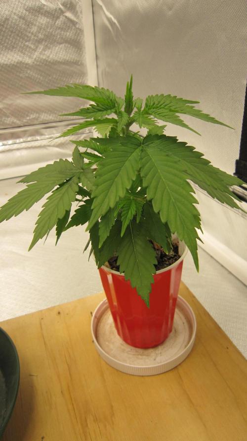 M.A.C.-Sensible Seeds-Premium Selection. Week 3 - M.A.C. - The only plant to survive out of 16 old seeds