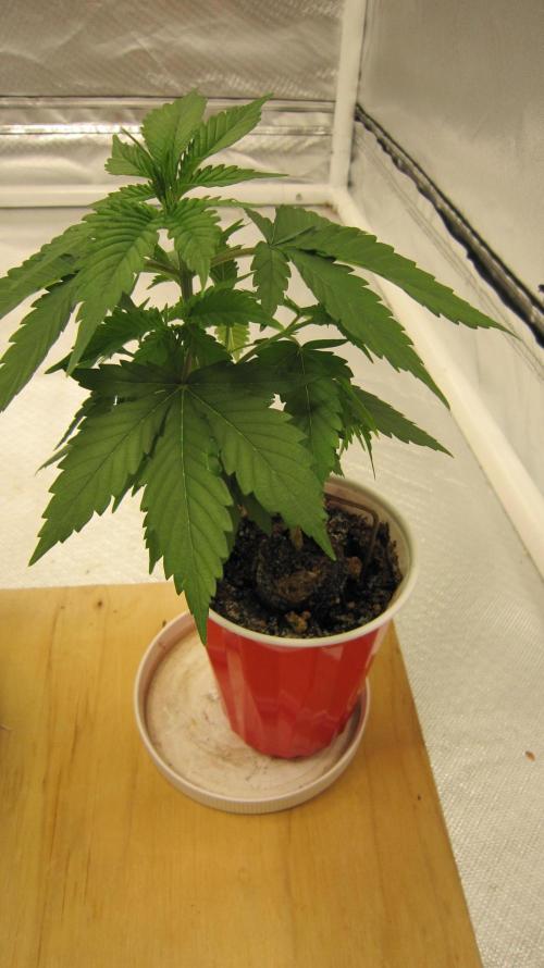 M.A.C.-Sensible Seeds-Premium Selection. Week 3 - Not much space between leave sets