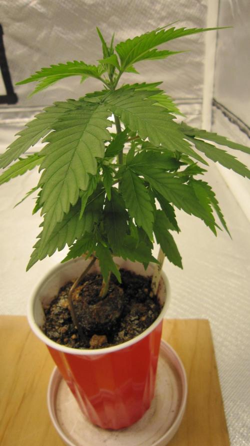 M.A.C.-Sensible Seeds-Premium Selection. Week 3 - I'll wait a couple of more weeks before I take the stem support off.