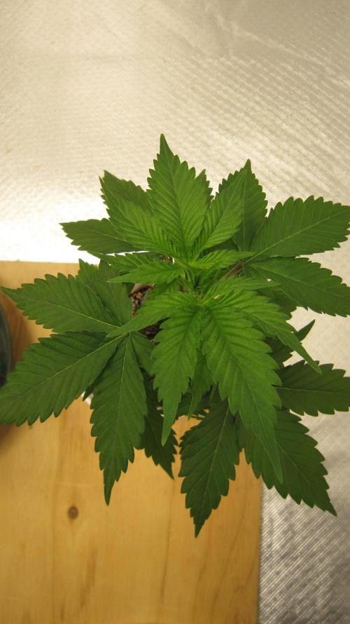 M.A.C.-Sensible Seeds-Premium Selection. Week 3 - From the top.