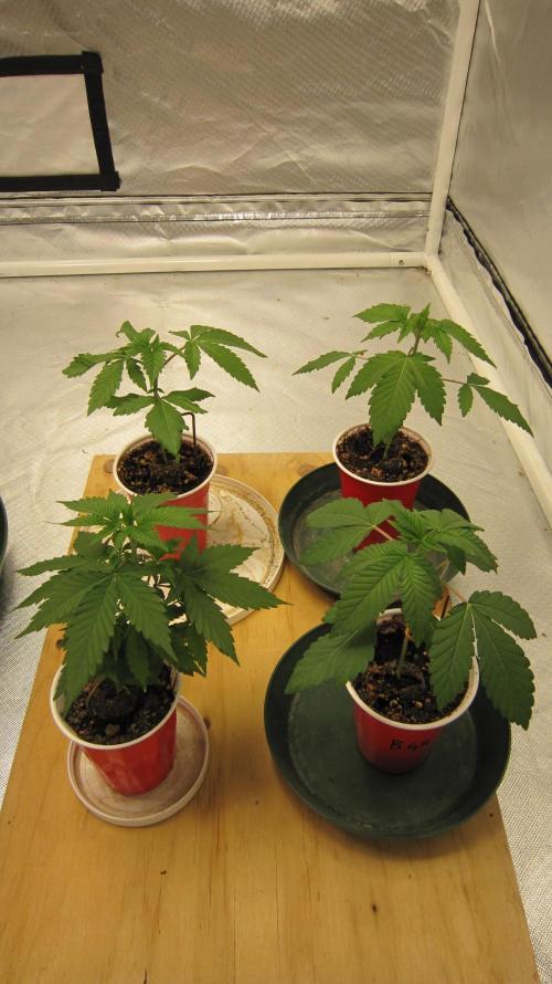 Gorilla Gelato - Ganja Seeds. Week 2 - Gorilla Gelato - Top 2 Plants.