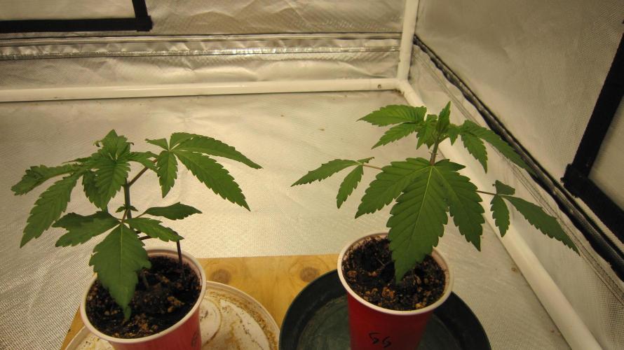 Gorilla Gelato - Ganja Seeds. Week 2 - Plant 1 left, and Plant 2 right.